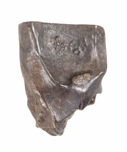 Triceratops Shed Tooth - Montana #60719